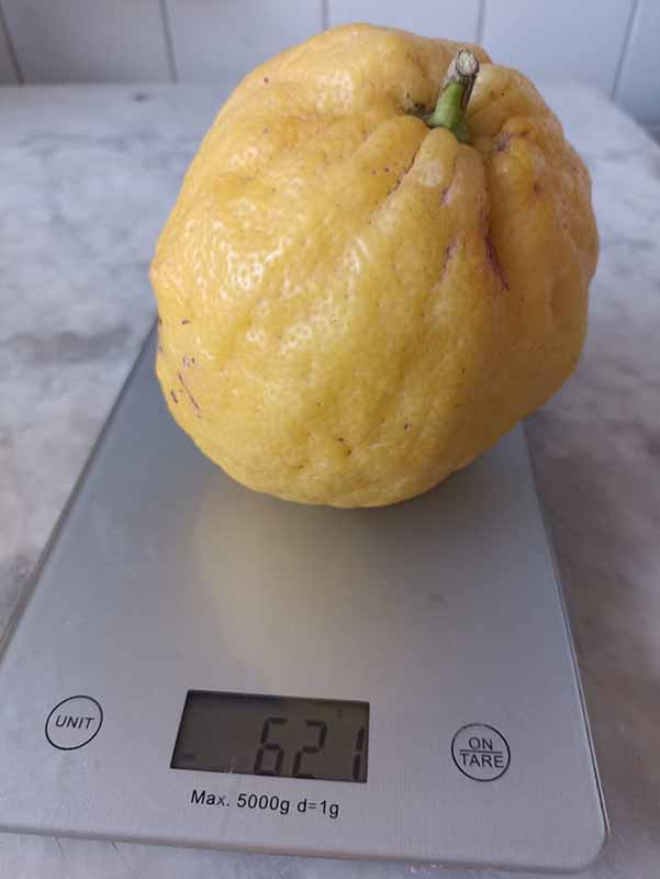 Ischia, raccolto limone di 620 grammi