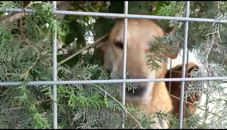Stop Animal Crimes Italia: «Aprite le porte serrate dei canili come “La Sfinge”» (video)