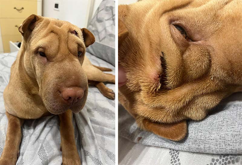 Cane boxer al guinzaglio aggredisce altro cane Sharpei ferendola