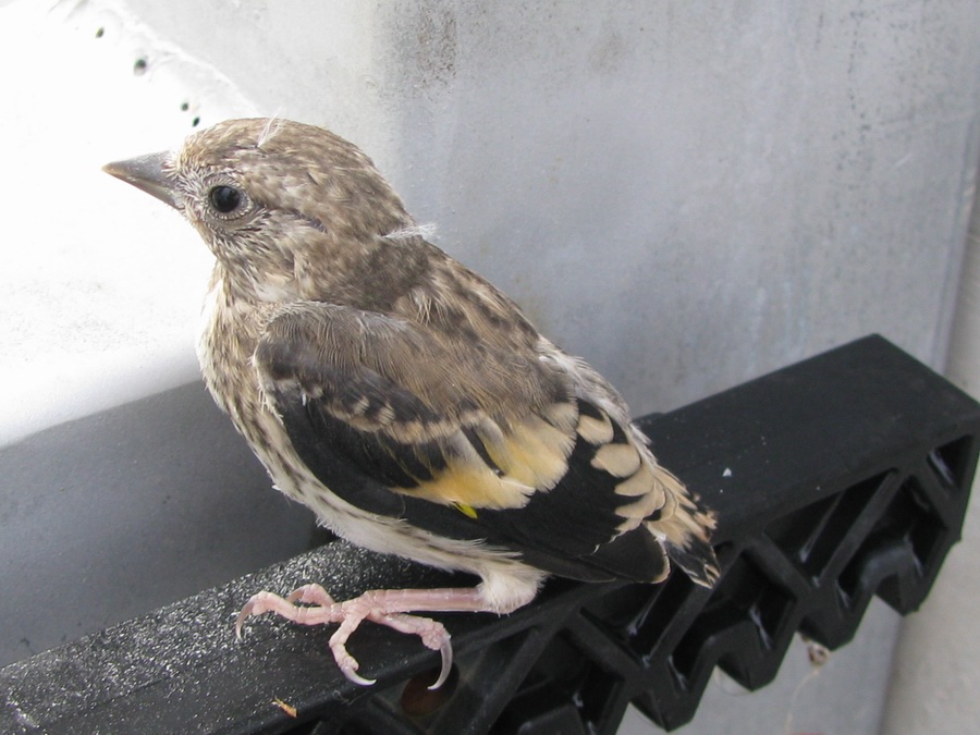 Quando trovate un pullo per strada, non raccoglietelo, ci penseranno i genitori a salvarlo (video)