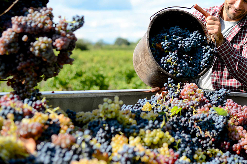 Vendemmia 2022: Coldiretti Campania, produzione +4% ma +35% costi