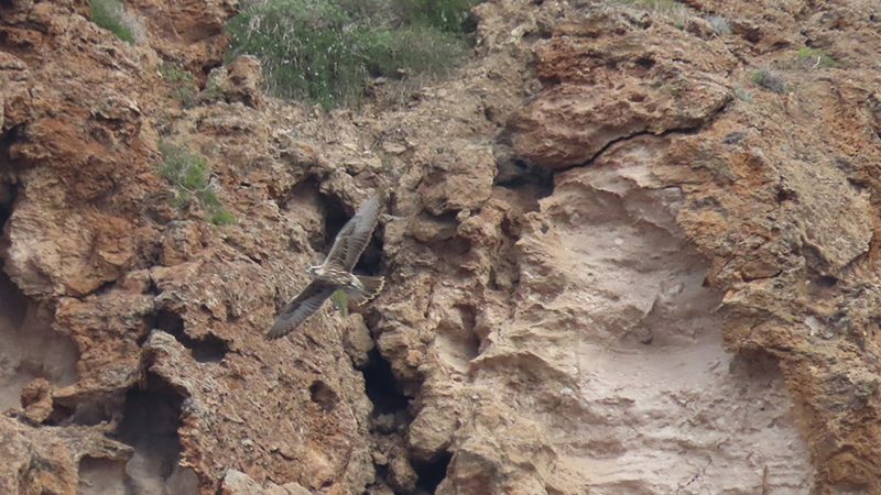 Sorpresa in Campania, il raro falco sacro sorvola il Regno di Nettuno