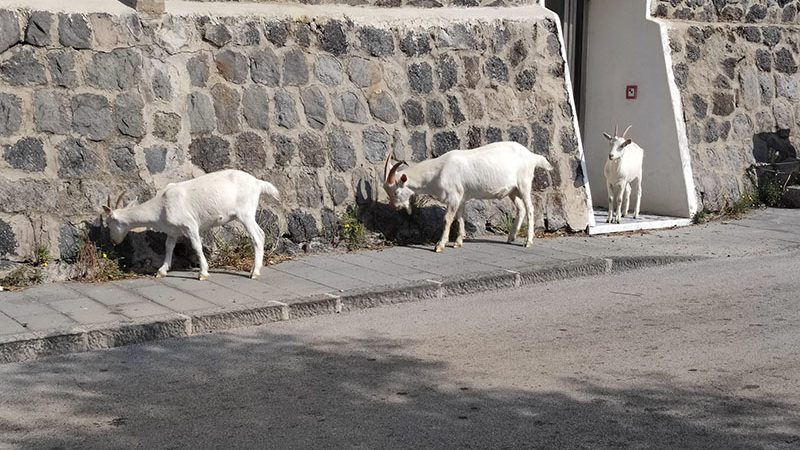 Forio. Caprette pascolano libere tra Cava dell’isola e Citara