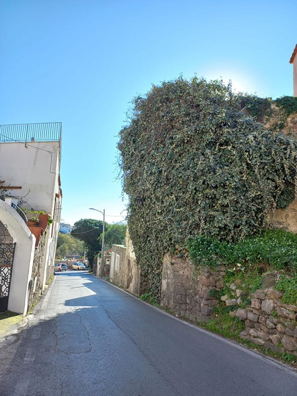 Il sindaco di Barano ordina la rimozione della pianta rampicante che intralcia la viabilità