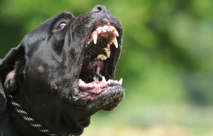 Forio. I carabinieri bussano alla porta, ad attenderli un cane Corso