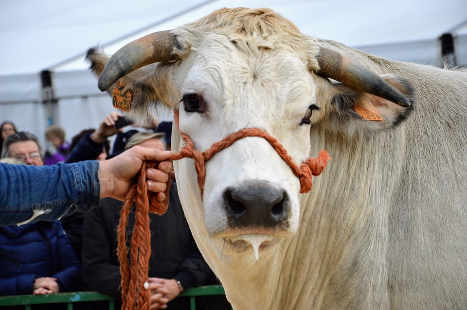 Campanialleva Expo 2023: in arrivo a Benevento la più grande fiera zootecnica del Sud