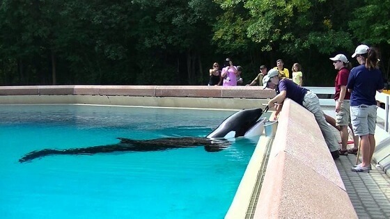 Il 13 marzo scorso morì Kiska. L’orca più sola del mondo per colpa dell’uomo