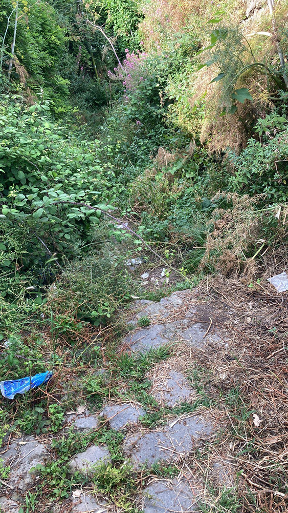 Rovi, ailanti, arbusti ed erbacce sono l’indecoroso aspetto del pendio di Piedimonte