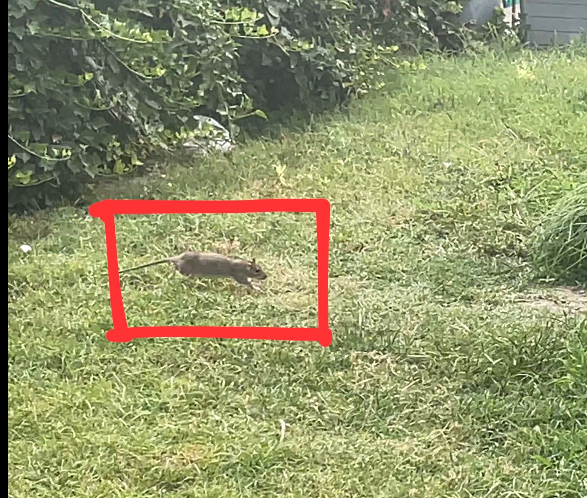 TOPI A PANZA, EFFETTUATA LA DERATTIZZAZIONE (video)