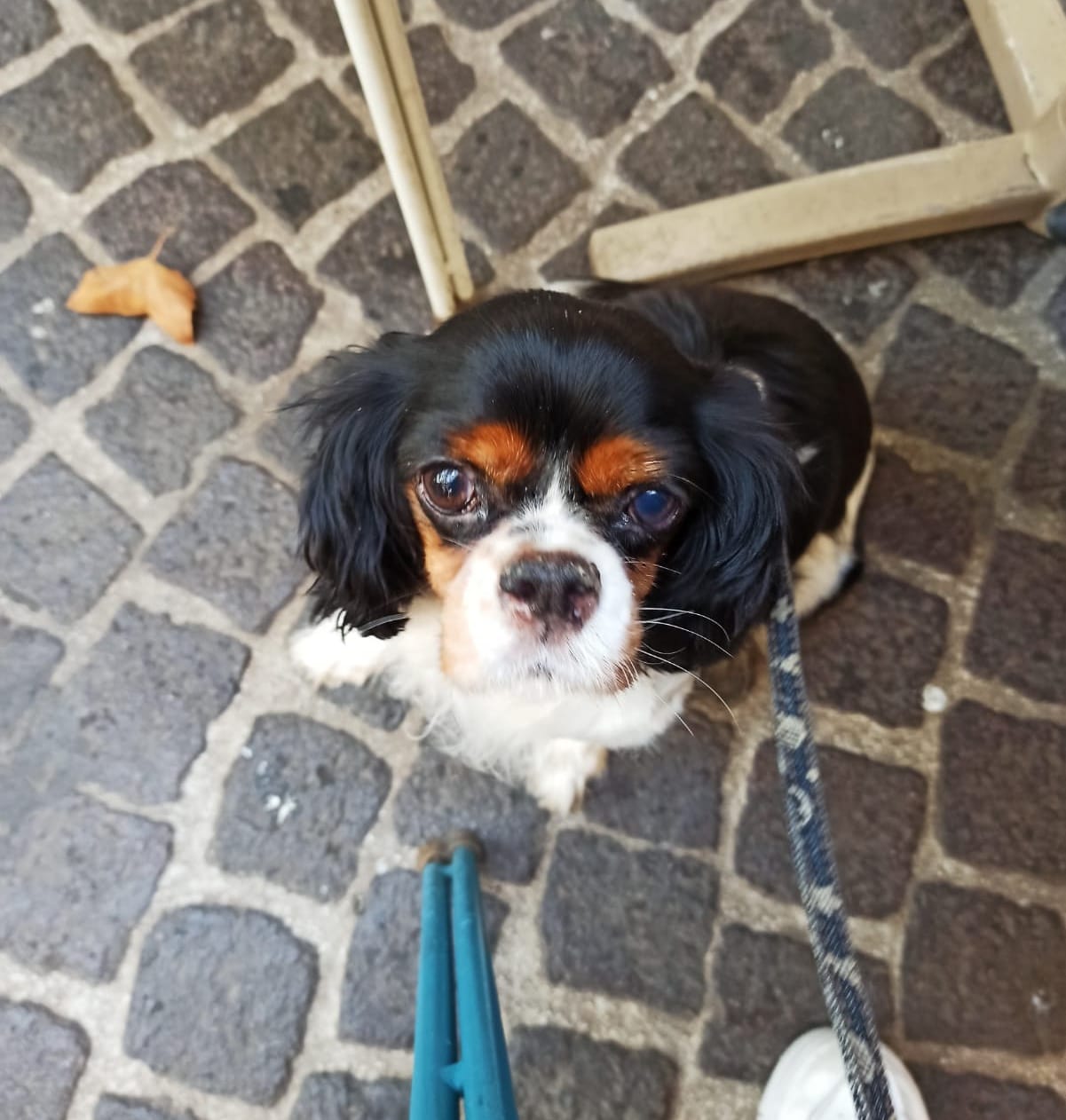 SMARRITA CAGNOLINA RAZZA “CAVALIER KING” A FORIO DI NOME PHILLY