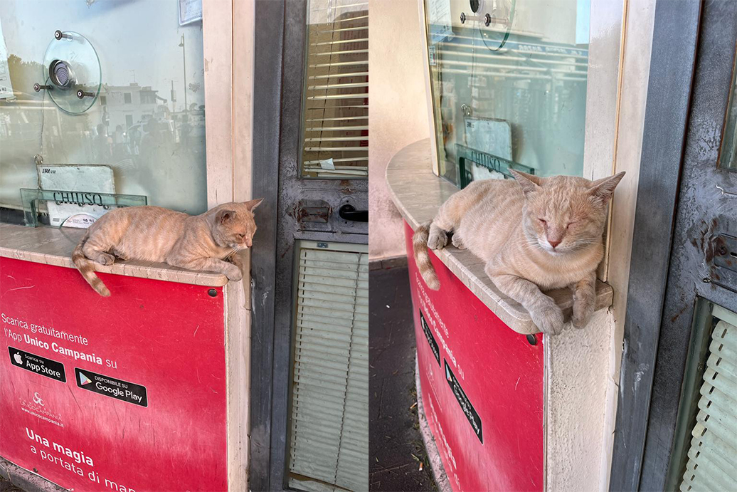 Lo hanno chiamato Zizì, come la navetta del Comune di Ischia