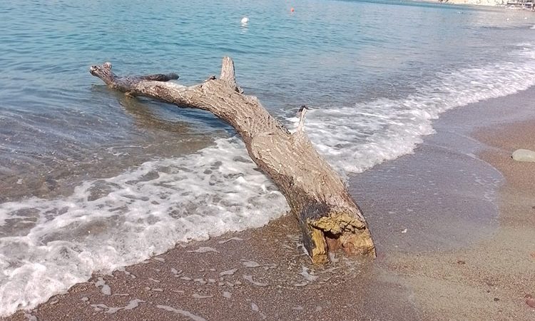 ALBERO SPIAGGIATO DA GIORNI AI MARONTI. A QUANDO LA RIMOZIONE?