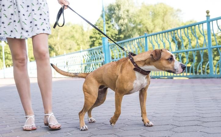 CASAMICCIOLA: IN VIGORE L’ORDINANZA PER DIVIETI PER PROPRIETARI DI CANI E PER LA CITTADINANZA NEI LUOGHI PUBBLICI