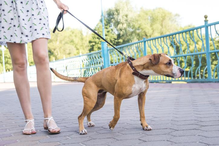 CASAMICCIOLA: IN VIGORE L’ORDINANZA PER DIVIETI PER PROPRIETARI DI CANI E PER LA CITTADINANZA NEI LUOGHI PUBBLICI