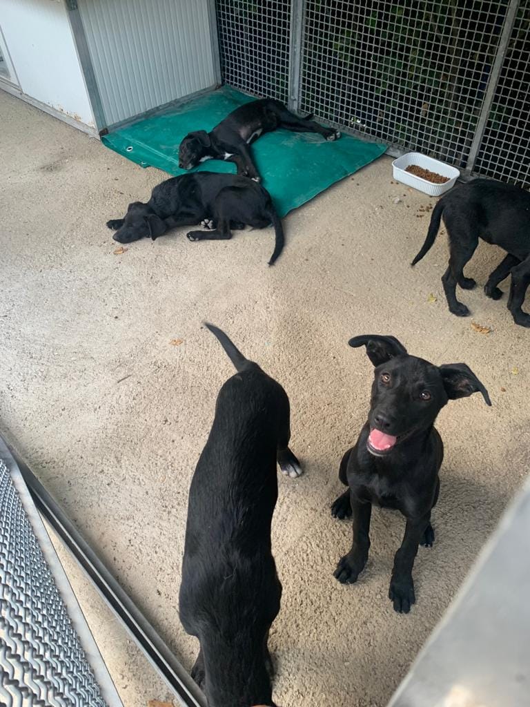 PRESENTATA LA DENUNCIA PER L’ABBANDONO DI 5 CUCCIOLI A TOCCANETO. NEI GUAI I RESPONSABILI