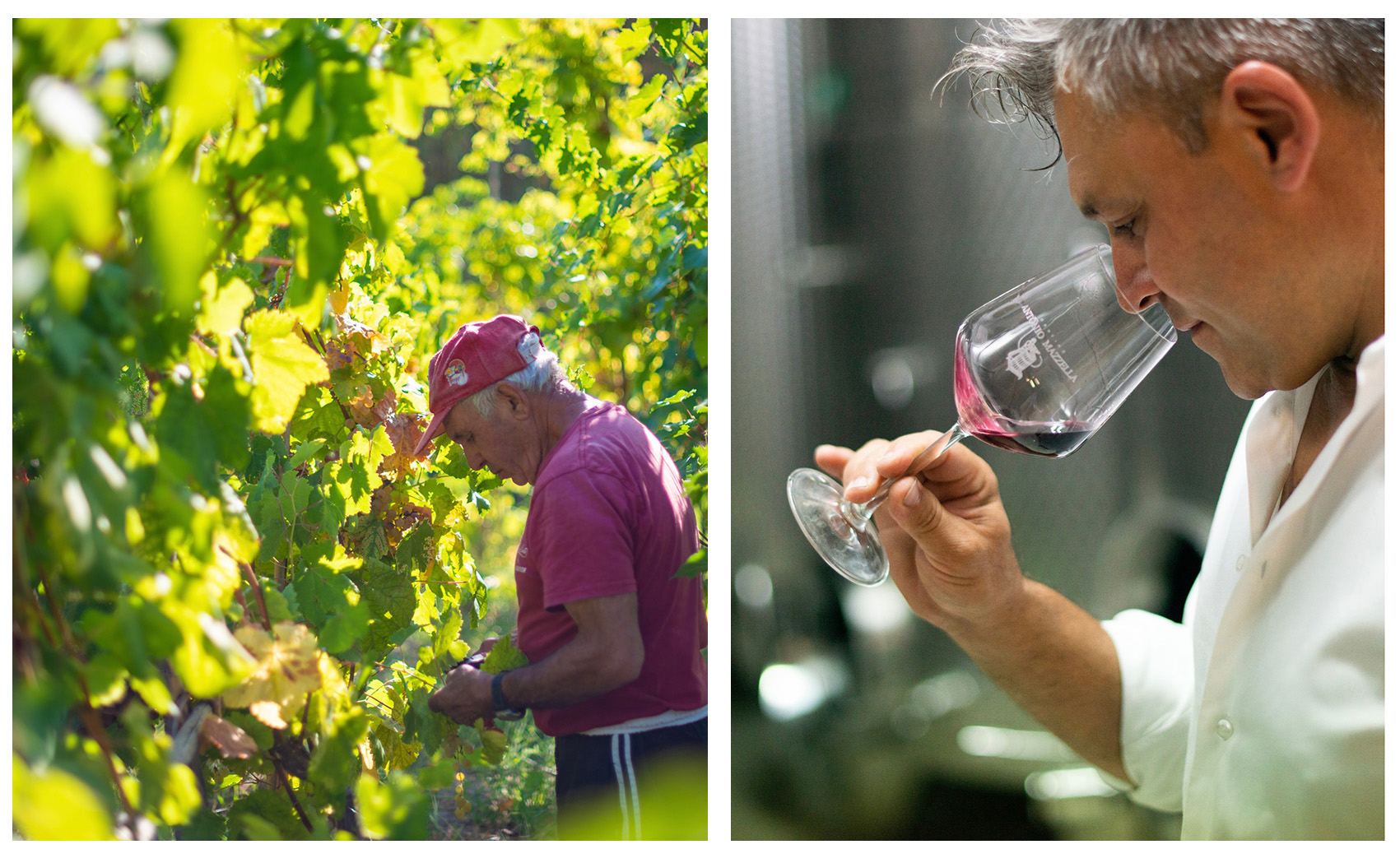 DUE VINI DELLE CANTINE MAZZELLA PROTAGONISTI DELLA GUIDA BIBENDA 2024