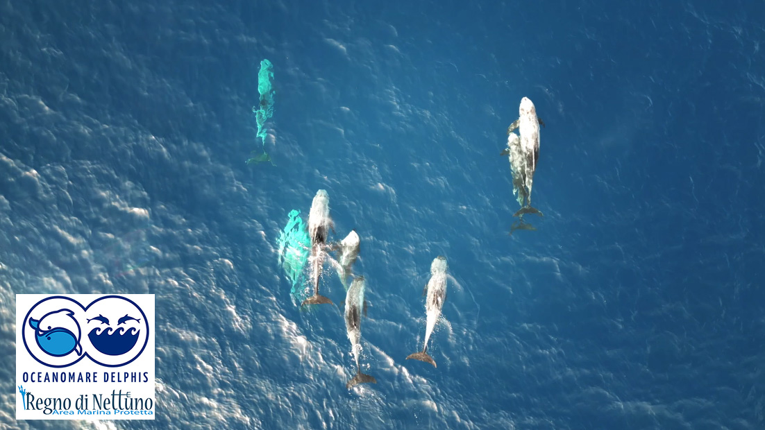 NEL MARE DI ISCHIA TORNANO I GRAMPI (CON 5 PICCOLI): UN VIDEO SPETTACOLARE RACCONTA L’INCONTRO