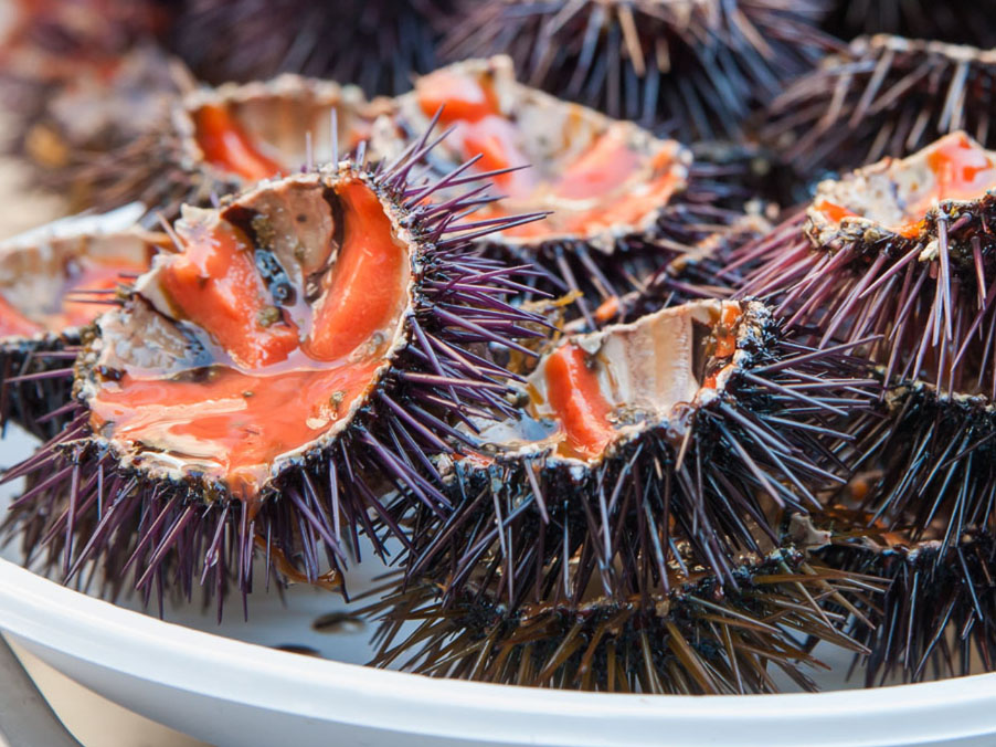 FERMO BIOLOGICO DELLA PESCA DEL RICCIO
