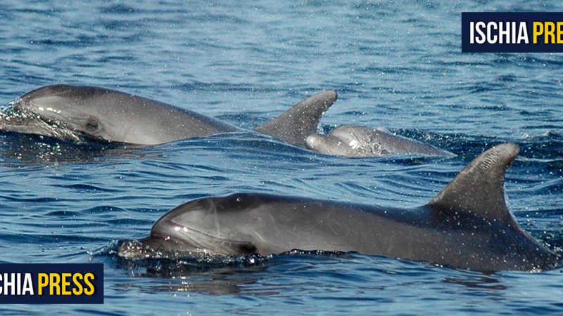 TURSIOPI SOTTO PUNTA IMPERATORE NUOTANO VICINO AD UNA BARCA (video)
