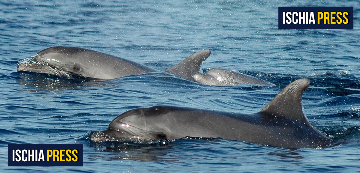 TURSIOPI SOTTO PUNTA IMPERATORE NUOTANO VICINO AD UNA BARCA (video)