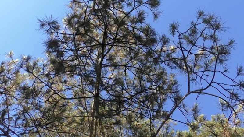 A ISCHIA CONVEGNO INTERNAZIONALE PER SALVARE I PINI AUSTRALIANI COLPITI DALLA MARCHALINA HELLENICA