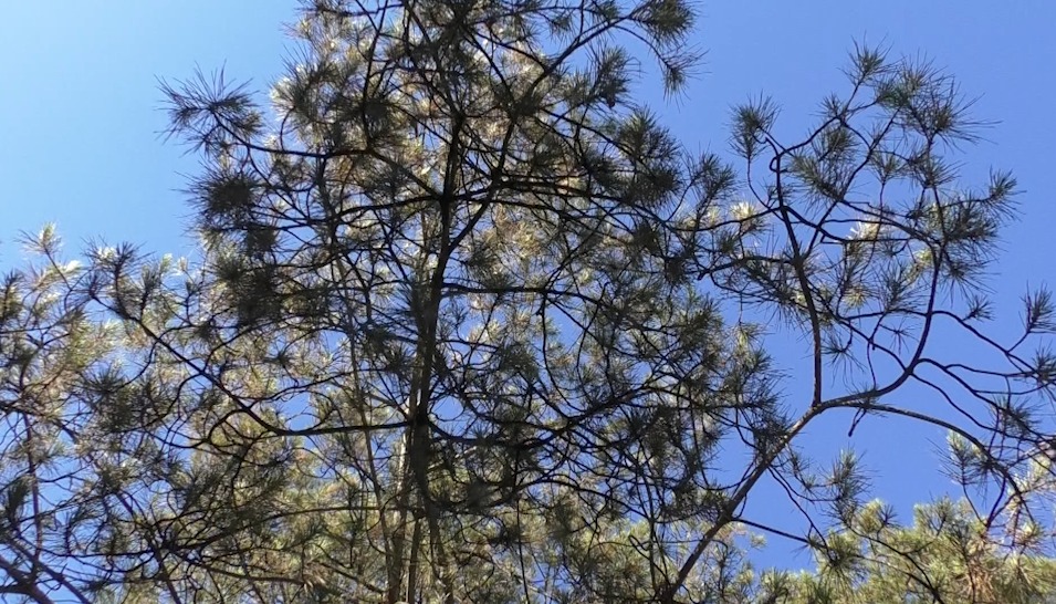 A ISCHIA CONVEGNO INTERNAZIONALE PER SALVARE I PINI AUSTRALIANI COLPITI DALLA MARCHALINA HELLENICA