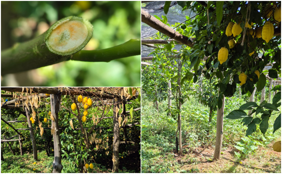 FUNGO “MAL SECCO” IN COSTIERA AMALFITANA, COLDIRETTI GUIDA LA CONTROFFENSIVA PER TUTELARE I LIMONETI