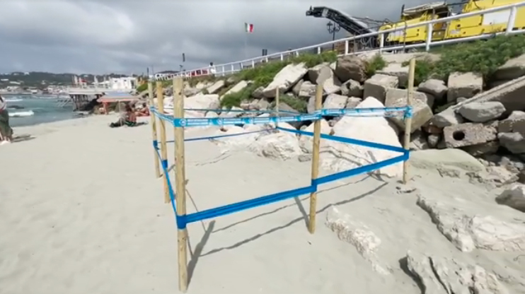 RECINTATE L’AREA DOVE LA TARTARUGA CARETTA CARETTA HA DEPOSTO LE UOVA, ONDE EVITARE CHE VENGANO TRAFUGATE O DANNEGGIATE