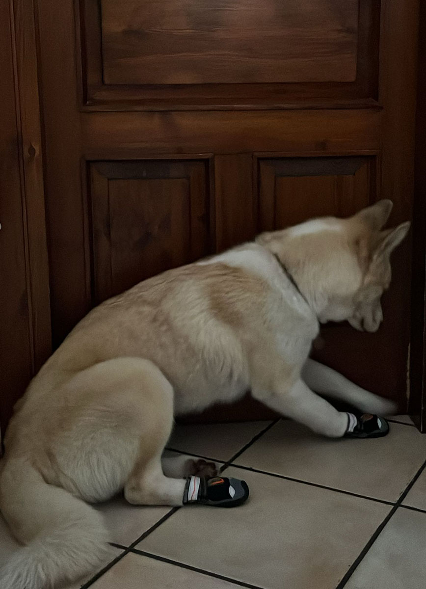 MALEDETTI FUOCHI D’ARTIFICIO, HANNO QUASI UCCISO LA MIA CAGNOLINA