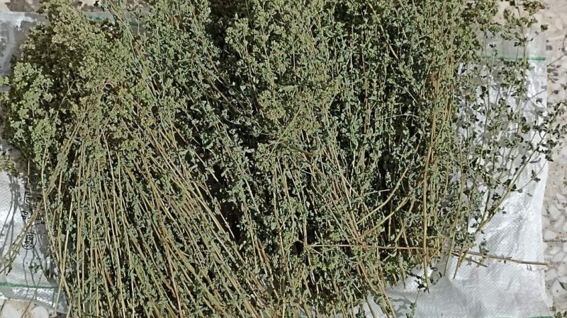 IL TERMINE “ORIGANO” DERIVA DAL GRECO ΟΡΙ’ΓΑΝ, E QUINDI DAL LATINO ORIGANUM