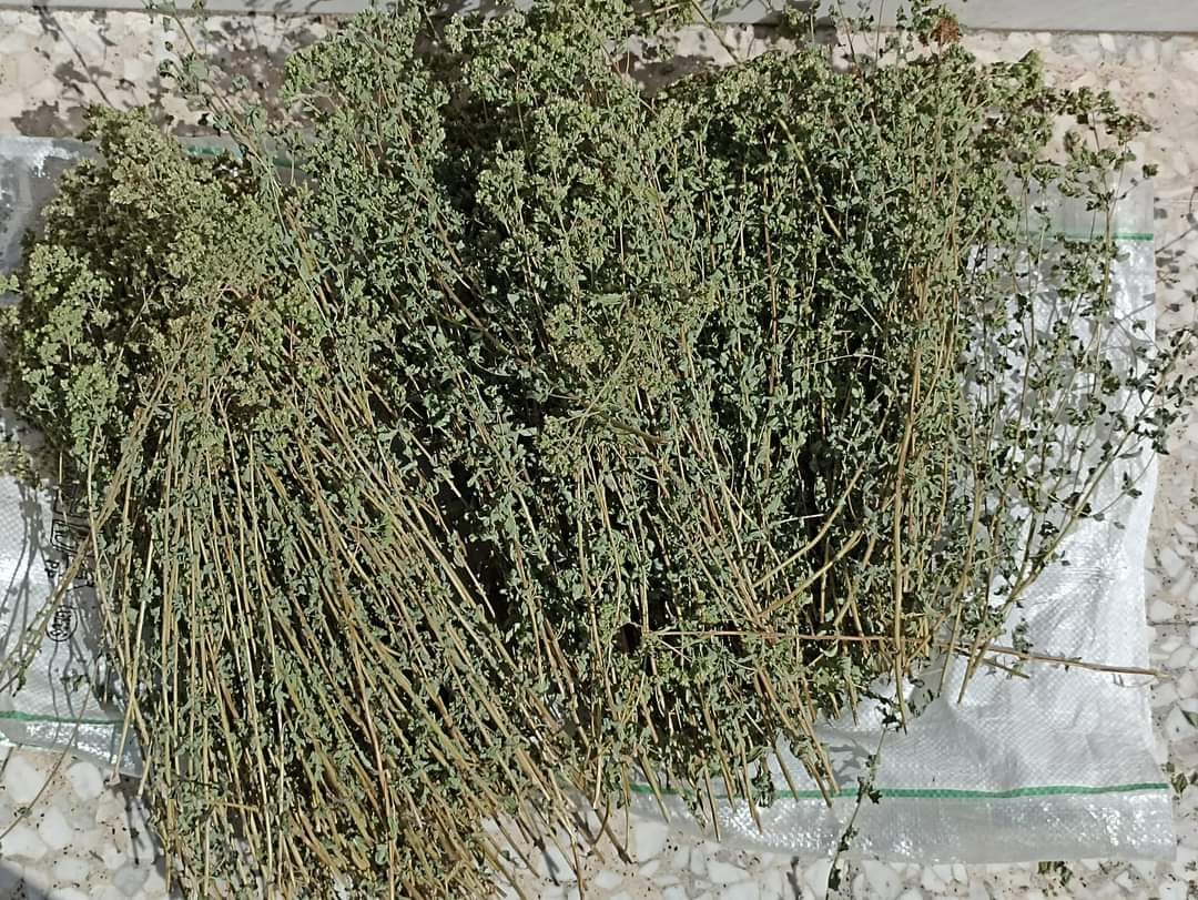 IL TERMINE “ORIGANO” DERIVA DAL GRECO ΟΡΙ’ΓΑΝ, E QUINDI DAL LATINO ORIGANUM