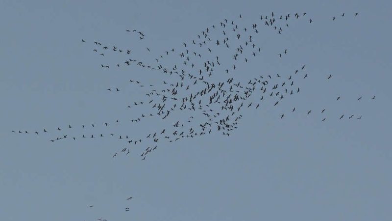 I CACCIATORI ISCHITANI NON SPARANO SUGLI STORMI MIGRATORI