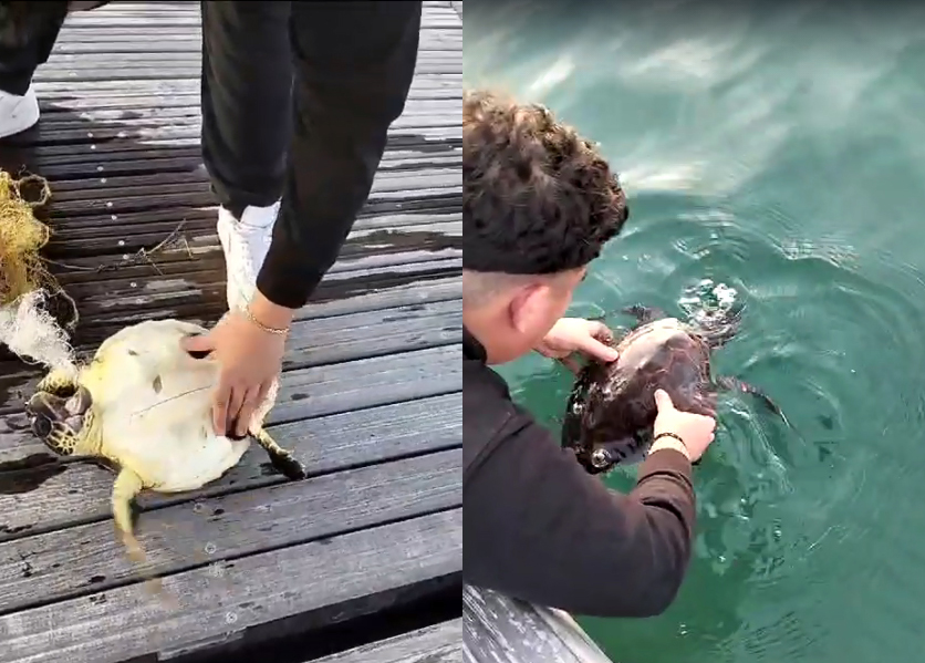 SALVATA UNA PICCOLA TARTARUGA CARETTA CARETTA A LACCO AMENO