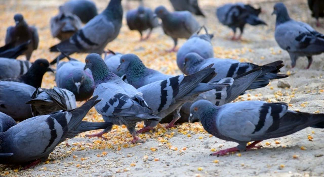 COLDIRETTI CAMPANIA, ALLARME INVASIONE DI COLOMBI NEGLI ALLEVAMENTI BOVINI E BUFALINI