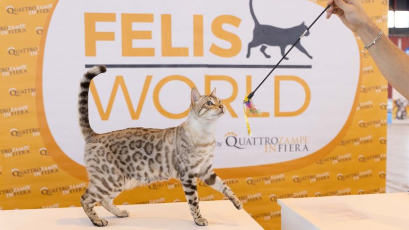 NAPOLI SI COLORA DI ZAMPETTE: “QUATTROZAMPEINFIERA”