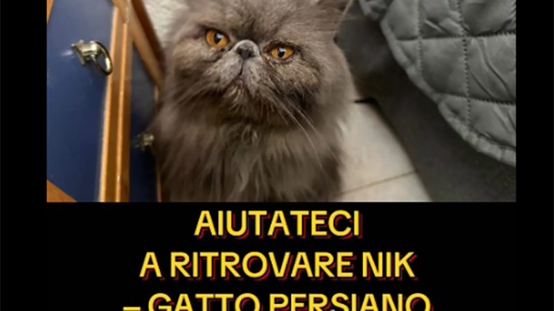 FORIO: GATTO “NICKLAUS” RUBATO, RIPRESE INEQUIVOCABILI E DENUNCIA AI CARABINIERI (video)