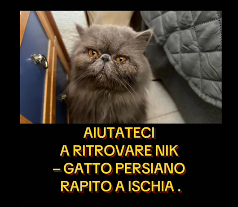 FORIO: GATTO “NICKLAUS” RUBATO, RIPRESE INEQUIVOCABILI E DENUNCIA AI CARABINIERI (video)