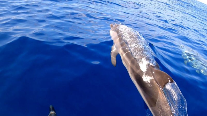 BELLISSIMI INCONTRI IN MARE TRA FORIO E VENTOTENE (video)