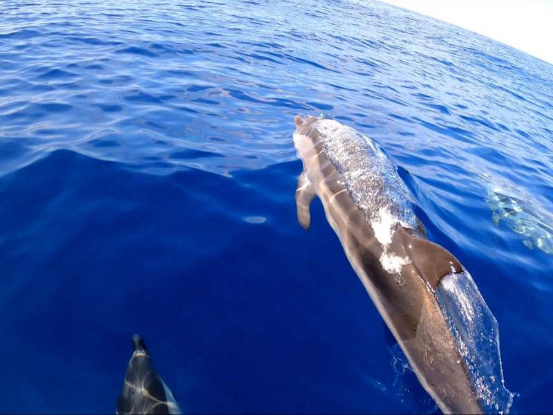 BELLISSIMI INCONTRI IN MARE TRA FORIO E VENTOTENE (video)