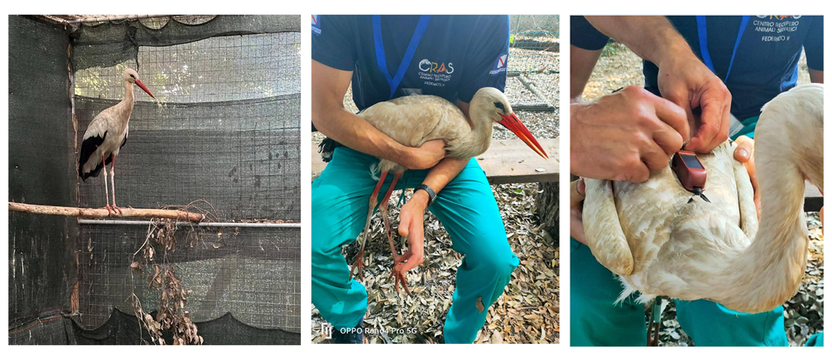 LA CICOGNA BIANCA DI ISCHIA RILASCIATA IN NATURA DOPO UN LUNGO PERIODO DI RIABILITAZIONE