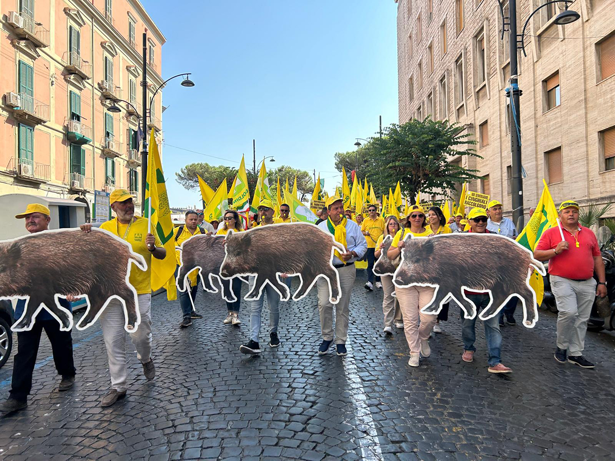 EMERGENZA CINGHIALI NEL CASERTANO, DAL 2 AGOSTO RITORNA LA CACCIA DI SELEZIONE CON LE ATC