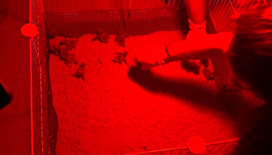 A FORIO NATE 19 TARTARUGHINE TRA LO STUPORE E LA GIOIA DI CENTINAIA DI BAGNANTI (video)