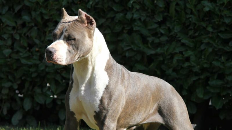 UNA BAMBINA AGGREDITA DA UN PITBULL ALL’ISOLA D’ELBA