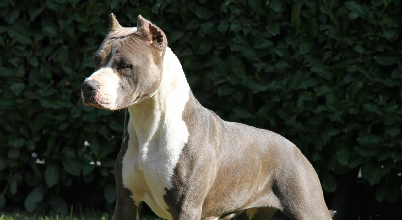 UNA BAMBINA AGGREDITA DA UN PITBULL ALL’ISOLA D’ELBA