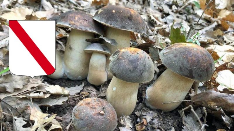 CONVOCAZIONE COMMISSIONE RILASCIO TESSERINI RACCOLTA FUNGHI NEL COMUNE DI FORIO