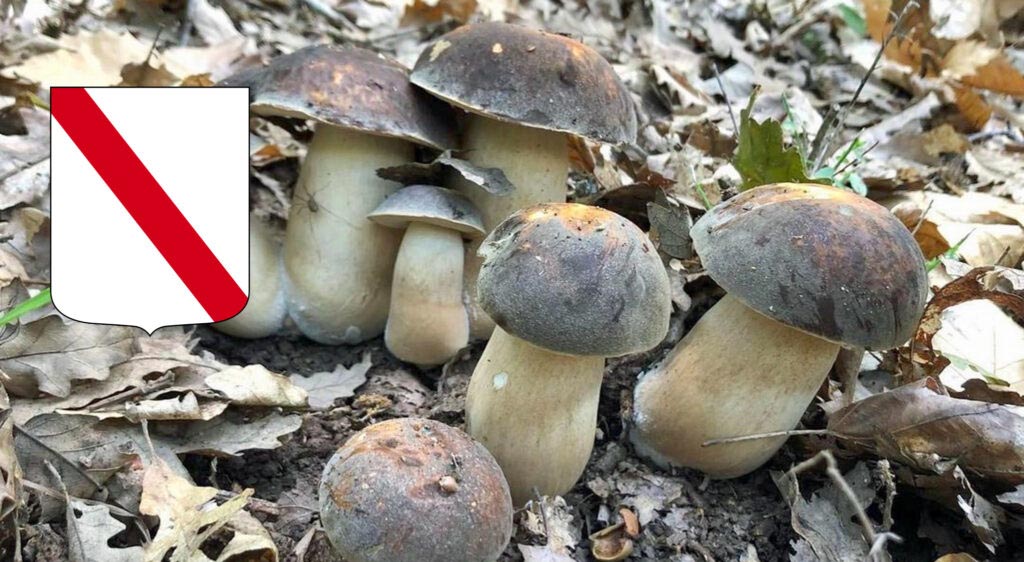 CONVOCAZIONE COMMISSIONE RILASCIO TESSERINI RACCOLTA FUNGHI NEL COMUNE DI FORIO