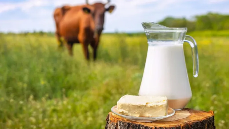 COLDIRETTI CAMPANIA: PREVISIONE RISPETTATA, PROSEGUE IL CALO DEL LATTE DI BUFALA CONGELATO E CONCENTRATO