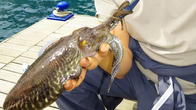 ISCHIA FISHING, CON IL SUPPORTO DI TUBERTINI, HA ORGANIZZATO PER SABATO 6 A FORIO UNA GARA DI PESCA “EGING”