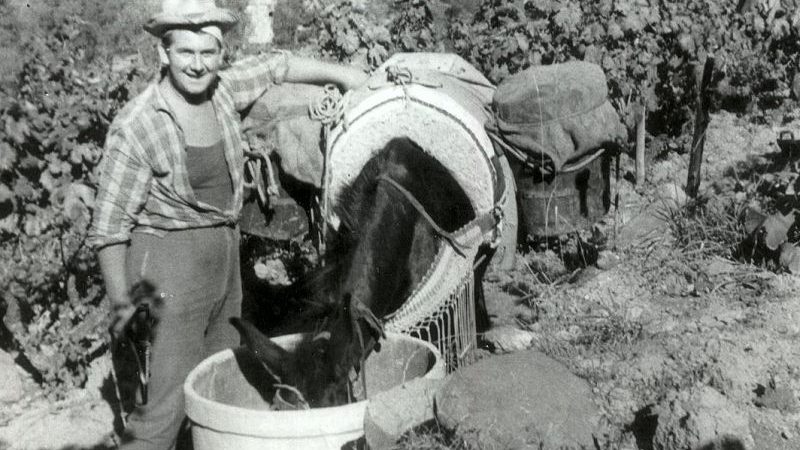 VENDEMMIA A ISCHIA NEL 1952