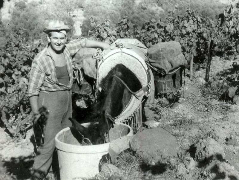 VENDEMMIA A ISCHIA NEL 1952